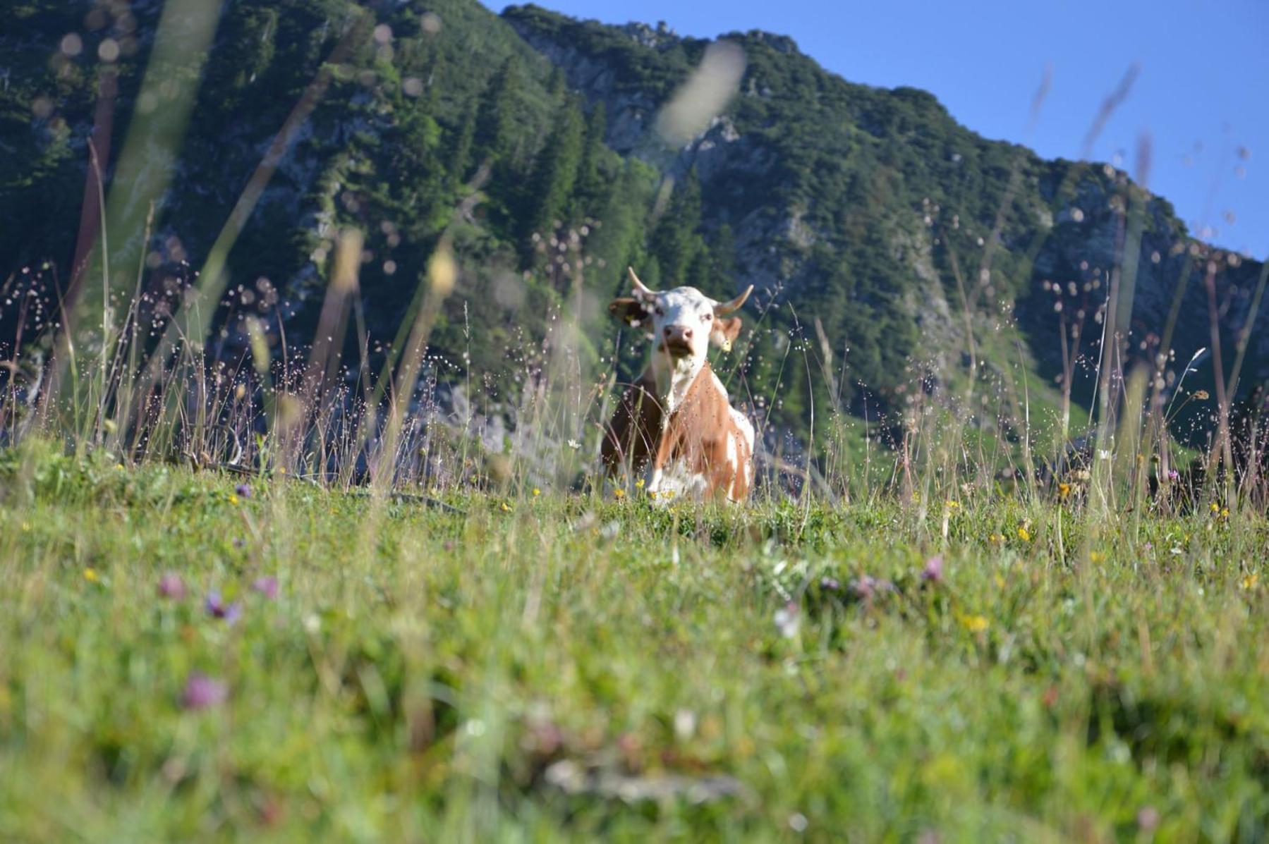 Bruendling-Alm Berggasthof Auf 1167M Auf Dem Hochfelln แบร์เกน ภายนอก รูปภาพ