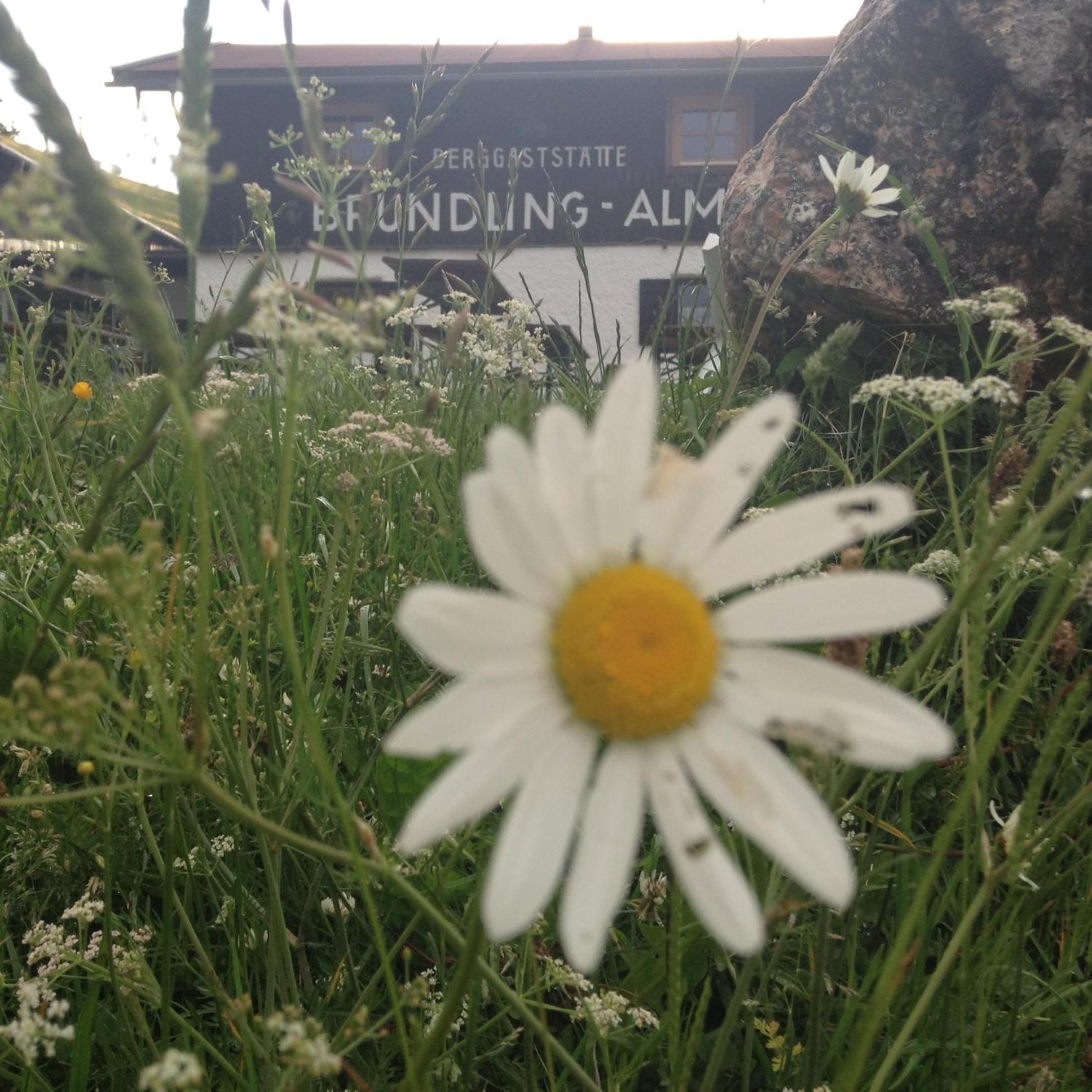 Bruendling-Alm Berggasthof Auf 1167M Auf Dem Hochfelln Hotel แบร์เกน ภายนอก รูปภาพ